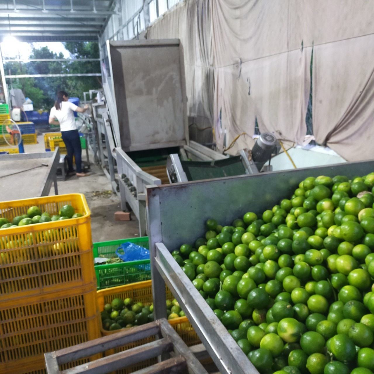 100-Natural-Lime-2.jpg