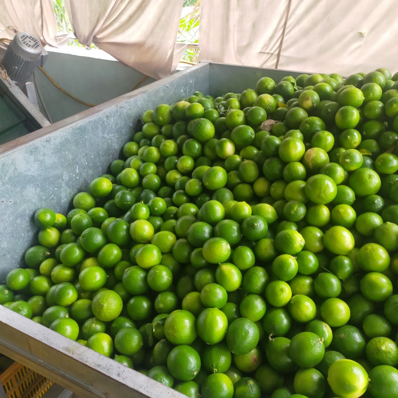100-Natural-Lime-3.jpg
