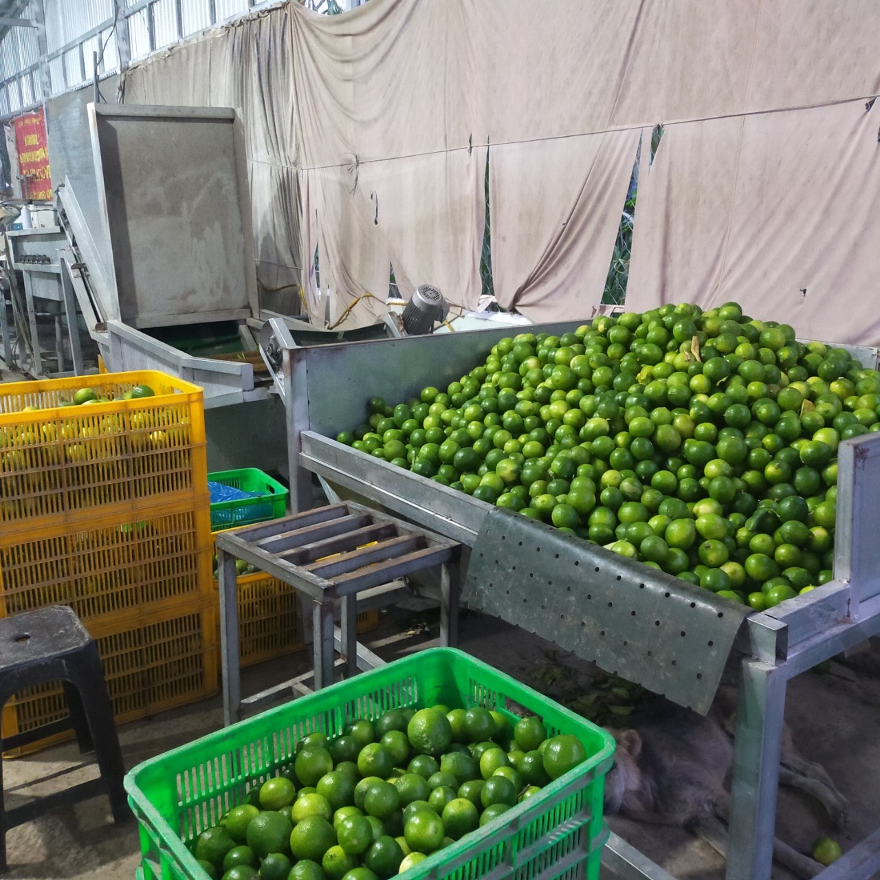 100-Natural-Lime-4.jpg