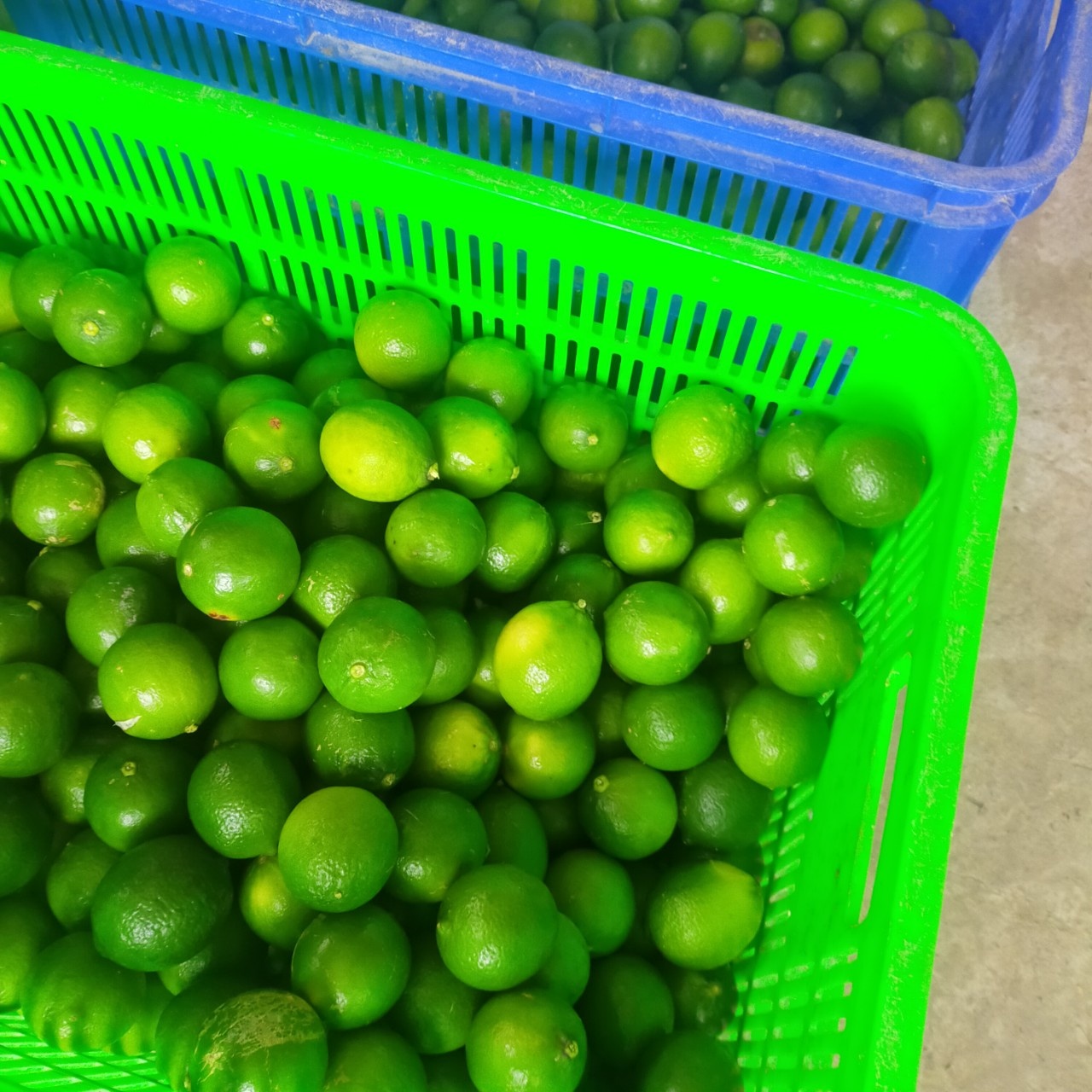100-Natural-Lime-5.jpg