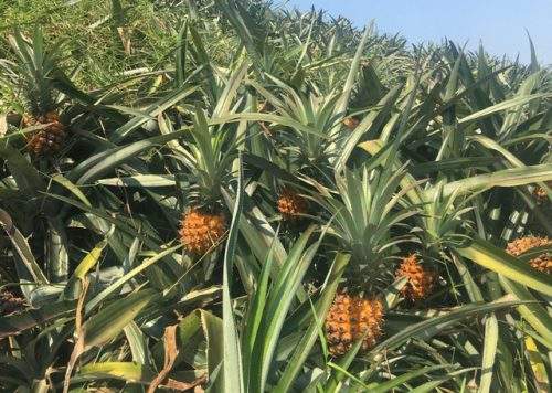 Bulk-Fresh-Pineapples-7.jpg