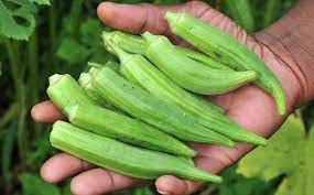 Fresh-Vegetable-Okra-100-5.jpg